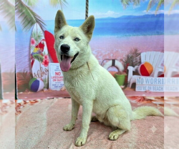 Medium Photo #1 Siberian Husky Puppy For Sale in Long Beach, CA, USA