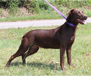 Chocolate Labrador retriever-Unknown Mix Dogs for adoption in Prattville, AL, USA