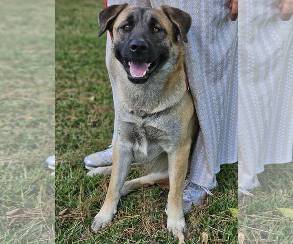 Medium Photo #16 Black Mouth Cur-Unknown Mix Puppy For Sale in Wakefield, RI, USA