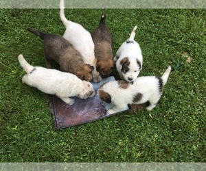 German Shepherd Dog-Komondor Mix Dogs for adoption in HOUSTON, MS, USA