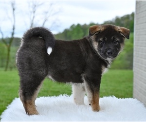 Akita Puppy for sale in MILLERSBURG, OH, USA