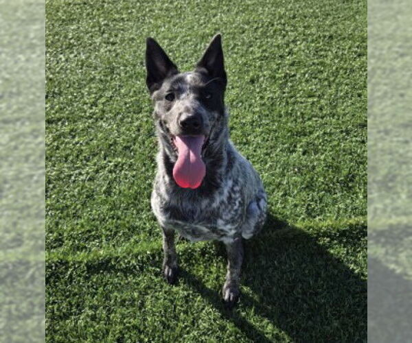 Medium Photo #1 Australian Cattle Dog Puppy For Sale in Redwood City, CA, USA