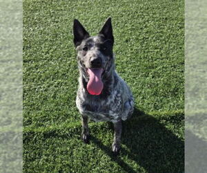 Australian Cattle Dog Dogs for adoption in Redwood City, CA, USA