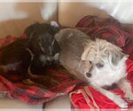 Small #5 Colonial Cocker Spaniel Mix