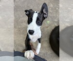 Small #5 Boxer Mix