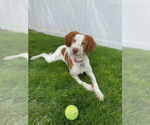 Brittany Dogs for adoption in Curwensville, PA, USA