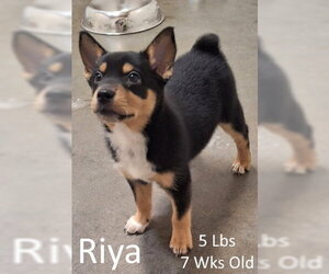 Mutt Dogs for adoption in Mountain View, AR, USA