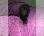 Small Photo #11 Poodle (Standard) Puppy For Sale in LEXINGTON, SC, USA