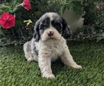 Puppy Cassie Cocker Spaniel