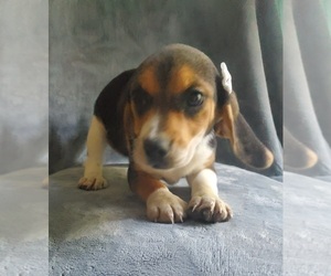 Beagle Puppy for sale in GOSHEN, IN, USA