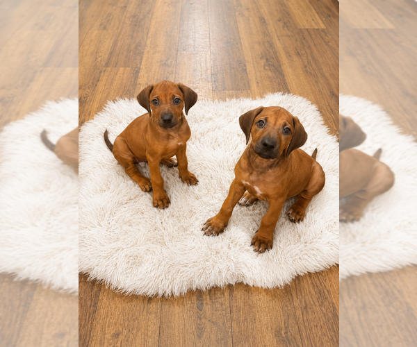 Medium Photo #10 Rhodesian Ridgeback Puppy For Sale in MADISON, GA, USA