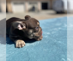 Small Photo #35 French Bulldog Puppy For Sale in LAS VEGAS, NV, USA