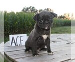 Small Photo #1 Pug Puppy For Sale in BROOKVILLE, OH, USA