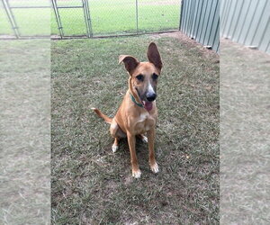 Hercules - Male German Shepherd Dog-Unknown Mix Dog for Adoption - Photo #4