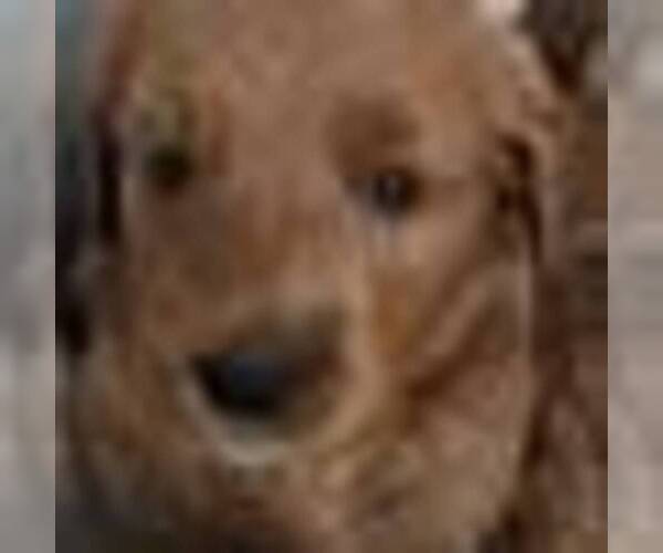 Medium Photo #19 Goldendoodle Puppy For Sale in BROADVIEW HEIGHTS, OH, USA