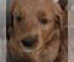 Small #18 Goldendoodle