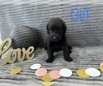 Small Photo #6 Goldendoodle Puppy For Sale in BLUFFTON, IN, USA