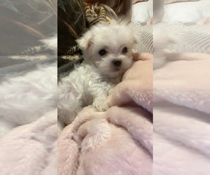 Maltese Puppy for sale in BLOOMINGTON, IN, USA
