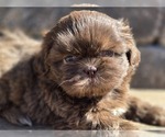 Small #4 Shih Tzu