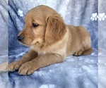 Small #3 Golden Retriever