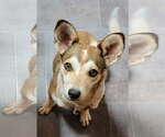 Small #1 Mutt
