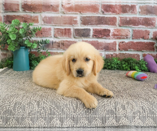 Medium Photo #3 Golden Retriever Puppy For Sale in SYRACUSE, IN, USA