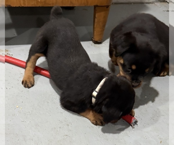 Medium Photo #3 Rottweiler Puppy For Sale in BRIGHTON, CO, USA