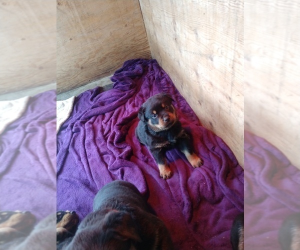 Medium Photo #22 Rottweiler Puppy For Sale in NIPOMO, CA, USA