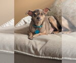 Small #9 Chihuahua