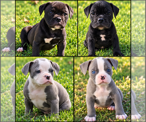 Olde English Bulldogge Puppy for sale in ATHENS, AL, USA