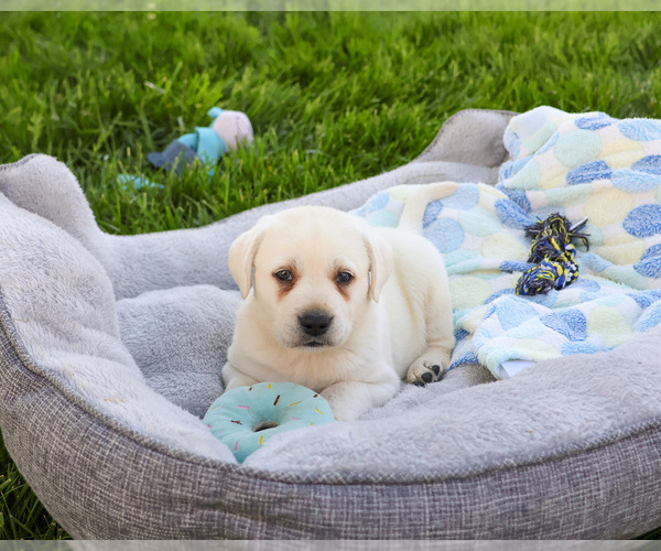 Medium Photo #15 Labrador Retriever Puppy For Sale in SYRACUSE, IN, USA