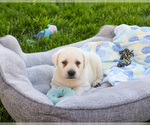 Small #14 Labrador Retriever