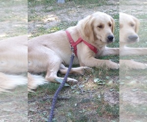 Golden Retriever Dogs for adoption in ALTON, MO, USA