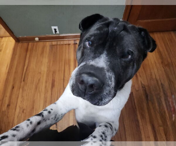 Medium Photo #4 Mutt Puppy For Sale in St. Louis Park, MN, USA