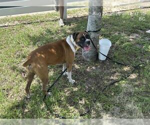 Boxer-Unknown Mix Dogs for adoption in Ocala, FL, USA