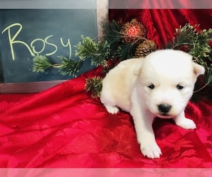 Pomsky Puppy for sale in SULLIVAN, IL, USA