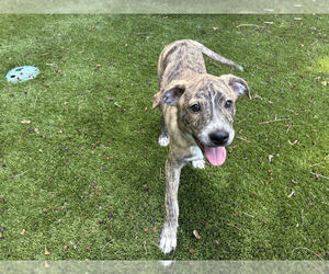 German Shepherd Dog-Unknown Mix Dogs for adoption in Lakewood, CO, USA