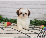 Small #10 Shih Tzu