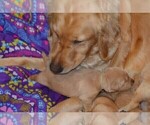 Small Photo #10 Golden Retriever Puppy For Sale in POULSBO, WA, USA