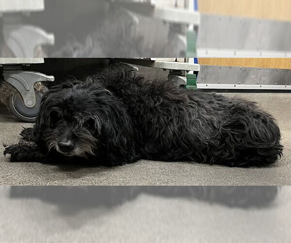 Medium Photo #1 Shih Tzu Puppy For Sale in Forestville, MD, USA