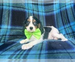 Small #9 Cavalier King Charles Spaniel