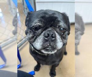 Pug Dogs for adoption in Chula Vista, CA, USA