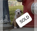 Small Photo #12 American Bulldog Puppy For Sale in EL PASO, TX, USA