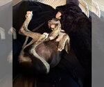 Small Photo #4 Bull Terrier-Unknown Mix Puppy For Sale in Sandy, UT, USA