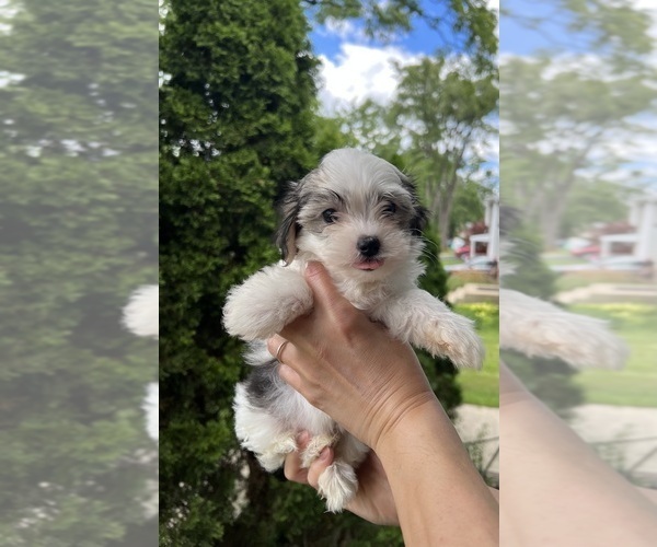 Medium Photo #5 Morkie Puppy For Sale in DES PLAINES, IL, USA