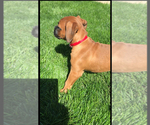 Small #6 Boxer