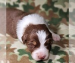 Puppy 6 Australian Shepherd