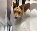 Small American Pit Bull Terrier Mix