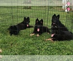 Image preview for Ad Listing. Nickname: Litter of 5