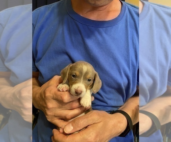 Medium Photo #36 Dachshund Puppy For Sale in LUBBOCK, TX, USA